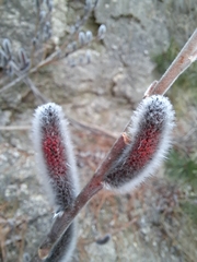 Salix gracilistyla