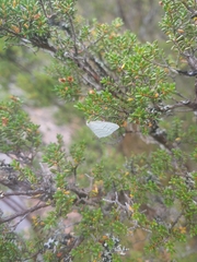 Poecilasthena pulchraria
