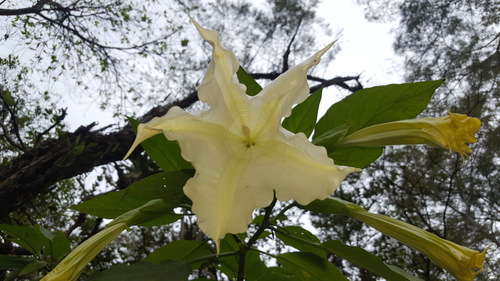 Brugmansia suaveolens