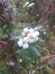 Gaultheria hispida