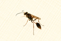 Sceliphron formosum