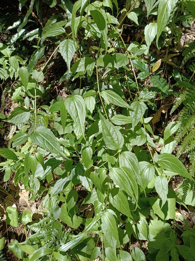 Eupatorium tashiroi