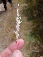 Rytidosperma gracile