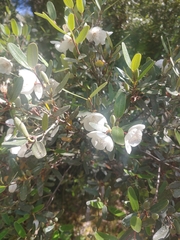 Eucryphia lucida