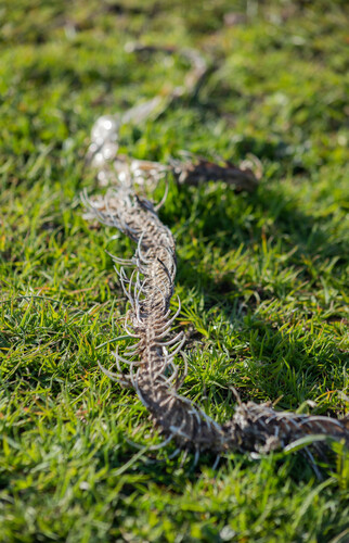 iNaturalist observation photo of Snakes
