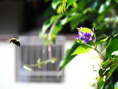 Xylocopa aestuans