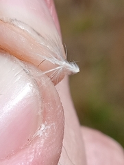 Rytidosperma gracile