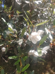 Eucryphia lucida