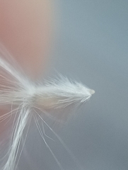 Rytidosperma gracile