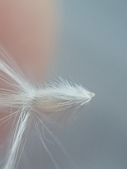 Rytidosperma gracile