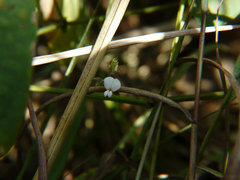 Desmodium scorpiurus