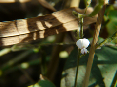 Desmodium scorpiurus
