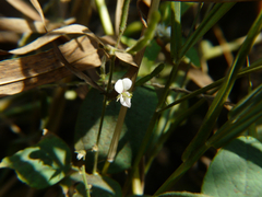 Desmodium scorpiurus