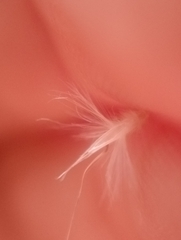 Rytidosperma gracile