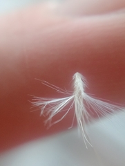 Rytidosperma gracile