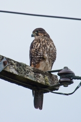 Falco novaeseelandiae