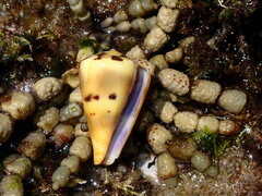 Conus vexillum