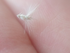 Rytidosperma gracile