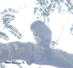 Glaucidium radiatum