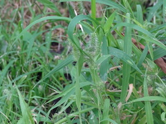 Setaria adhaerens
