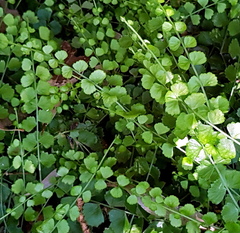 Asplenium flabellifolium