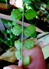 Asplenium flabellifolium