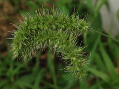 Setaria adhaerens