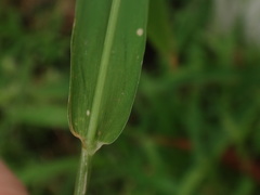 Setaria adhaerens