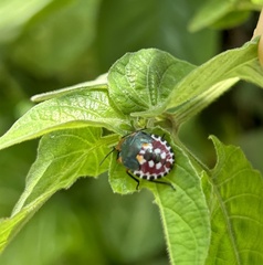 Nezara viridula
