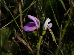 Canavalia gladiata