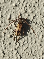 Phoracantha cruciata