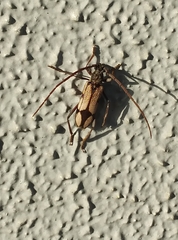 Phoracantha cruciata