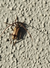 Phoracantha cruciata