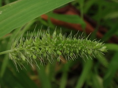Setaria adhaerens