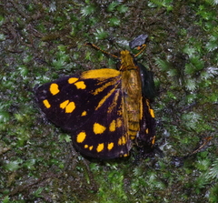 Metisella metis