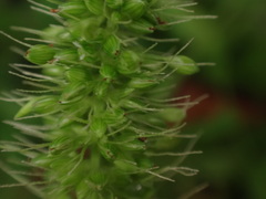 Setaria adhaerens