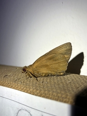 Erionota torus