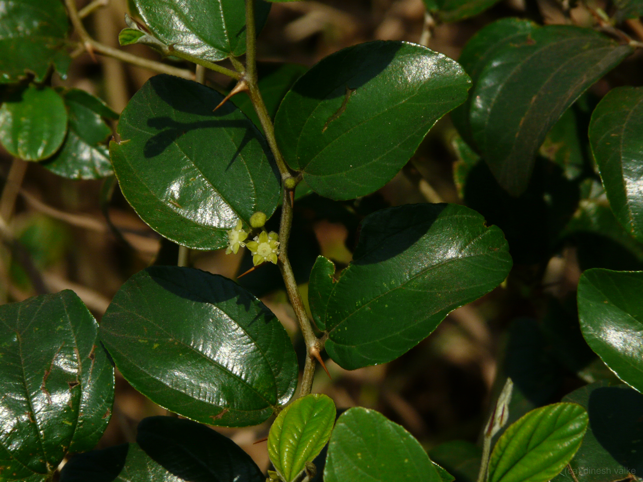 Ziziphus mauritiana Lam.