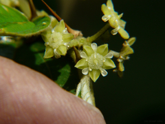 Ziziphus mauritiana