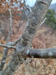 Quercus mongolica