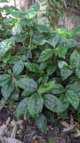 Image of Goodyera rubicunda by (c) Cheng-Te Hsu, some rights reserved (CC BY)