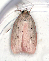 Prionocris
