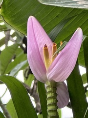 Musa ornata