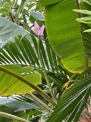 Musa ornata