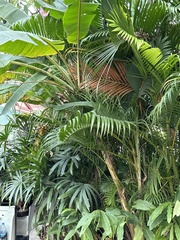 Musa ornata