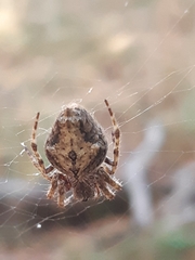Socca pustulosa
