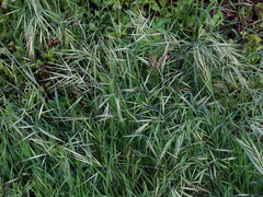 Bromus madritensis