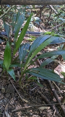 Calanthe speciosa