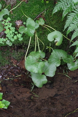 Gunnera perpensa