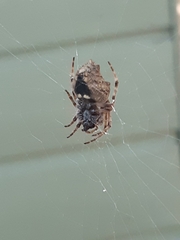 Socca pustulosa